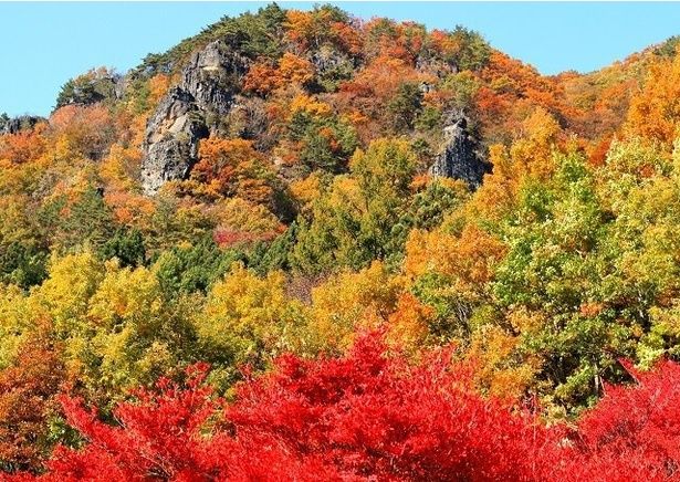 秋には錦絵を思わせるほど鮮やかに色づく木々が岩山を覆う/霊山県立自然公園の紅葉 画像提供：Ryo Yamada