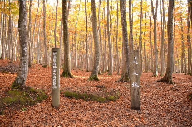 真っすぐな立ち姿から美人林と呼ばれる/美人林の紅葉 画像提供：(一社)十日町市観光協会