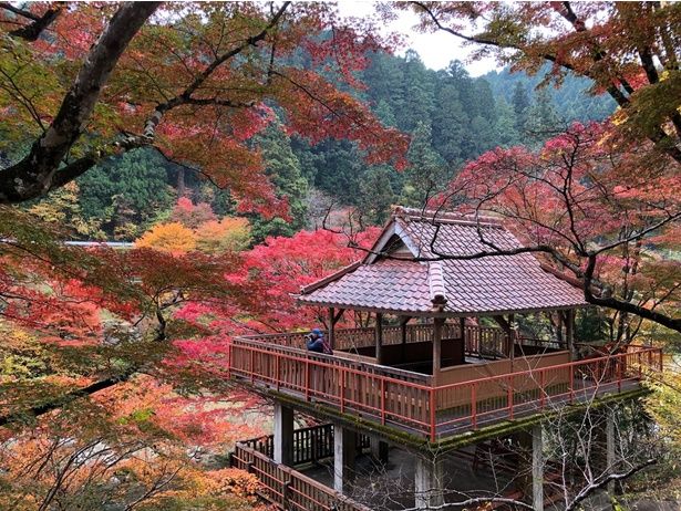 風のつり橋から望む紅葉/大井平公園の紅葉 画像提供：いなぶ観光協会