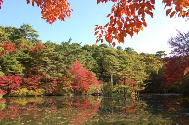長谷池は園内一の紅葉スポット/神戸市立森林植物園の紅葉 画像提供：神戸市立森林植物園