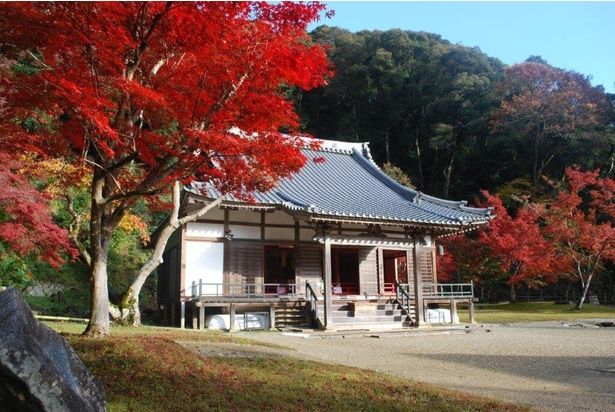 色とりどりのカエデが折り重なる/正暦寺の紅葉 画像提供：正暦寺
