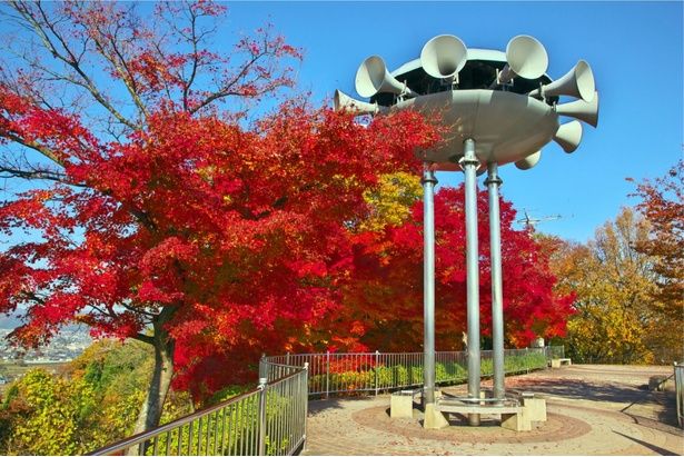 県内最大級の約1600本のモミジが園内を彩る/西山公園の紅葉 画像提供：鯖江市