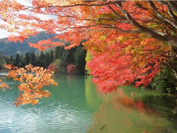 緑色の湖面に映る紅葉/南伊奈ヶ湖周辺の紅葉 画像提供：南アルプス市観光推進課