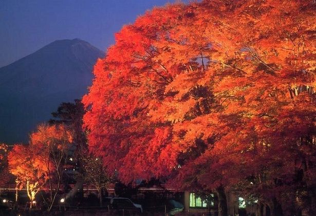 富士山と紅葉のコラボをライトアップで楽しむのも◎/河口湖の紅葉 画像提供：富士河口湖町