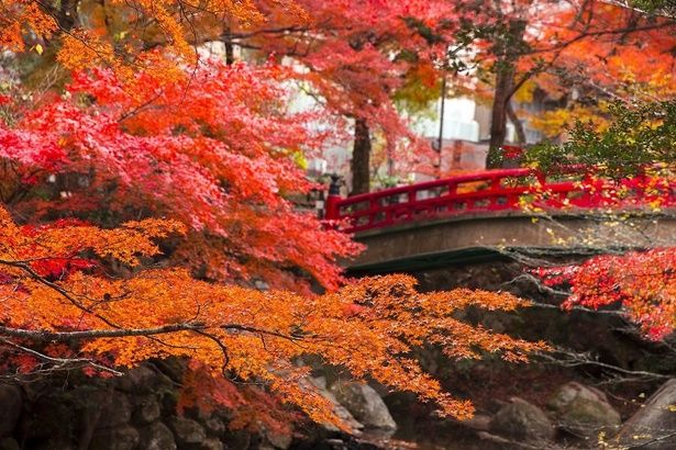 真っ赤な橋と紅葉のコントラストが美しい/岩屋堂公園の紅葉 画像提供：瀬戸市まるっとミュージアム・観光協会