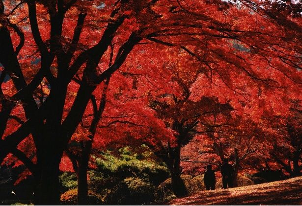 園内のどこからでも、赤く染まる紅葉を見ることができる/花と歴史の郷 蛇の鼻の紅葉 画像提供：花と歴史の郷 蛇の鼻