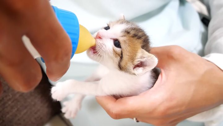 ミルクを飲む子猫