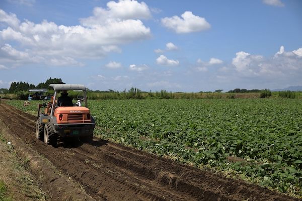 芋菓⼦専⾨店「芋屋⾦次郎」が新春を祝う芋づくしのおせち菓子「福かさね」の予約開始