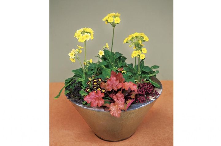 カラフルな花が晩春まで繰り返し咲く「プリムラ」の寄せ植え【ガーデニング】