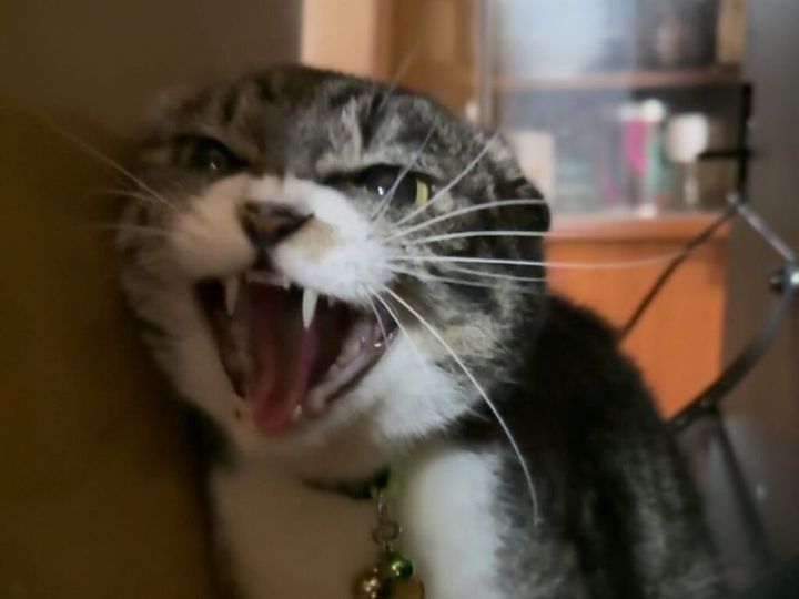 猫と暮らしていると、「なぜ？」と思う行動に笑ってしまうことがあります。