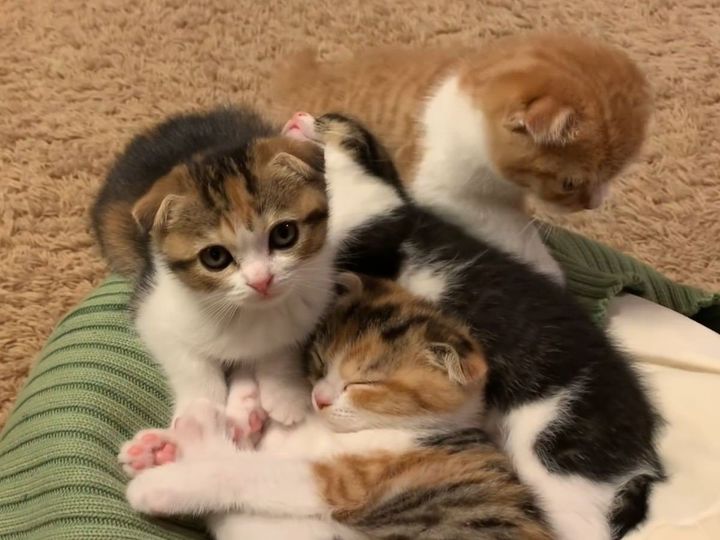 もふもふが大集合！