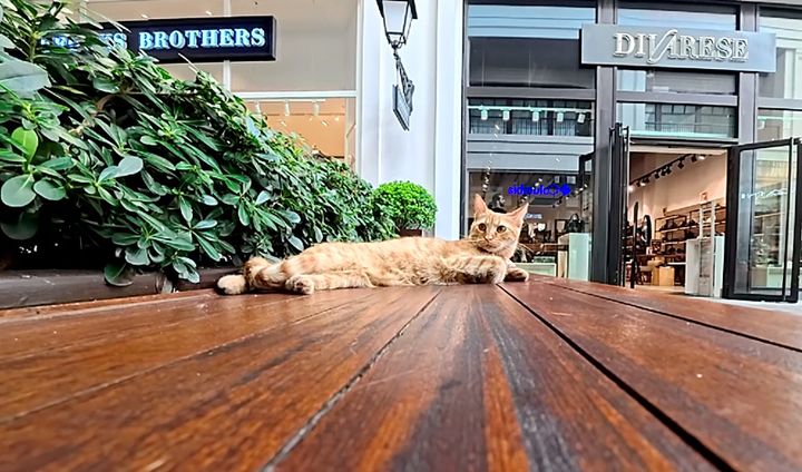 ベンチでくつろぐ猫