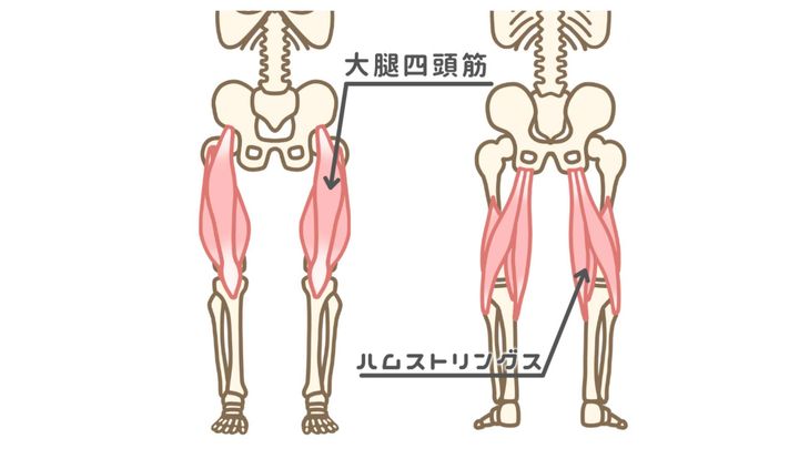 大腿四頭筋＿ハムストリングス