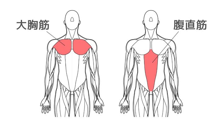 大胸筋＿腹直筋