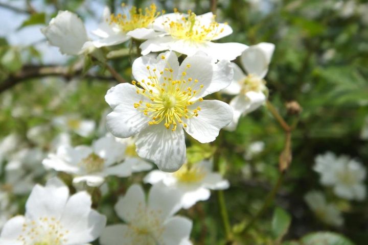 日本の野生バラの代表ノイバラ（ロサ・ムルティフローラ）。花径2～3㎝、株が茂りすぎたら不要な枝は切ってもよいでしょう。