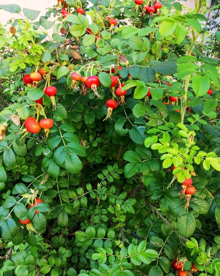 卵型の実と並んでよく見かけるつぼ型のローズヒップが秋の庭の情景を作ります。ちなみにヒップとはお尻ではなく果実の意味。