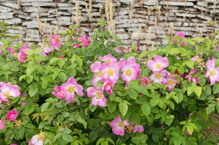 ピンクで一重のロサ・コンプリカータがにぎやかに咲いています。このバラもローズヒップが大きく形がよいとされます。