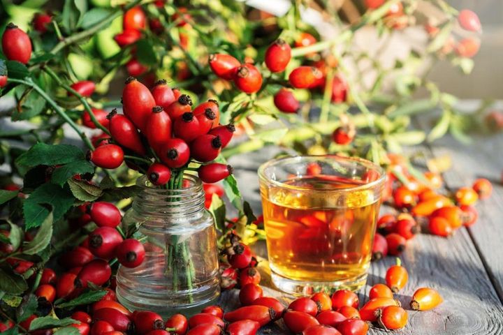 ヨーロッパでおなじみのローズヒップといえばドッグローズ（ロサ・カニナ）の実。たわわに実をつけてティーにも使えます。