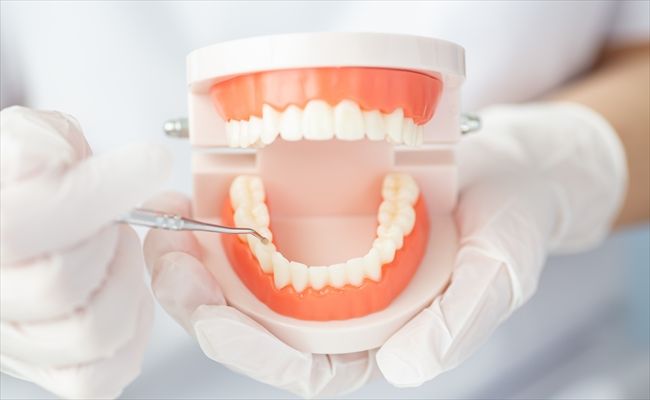 歯の模型を使ってブラッシング指導するイメージ