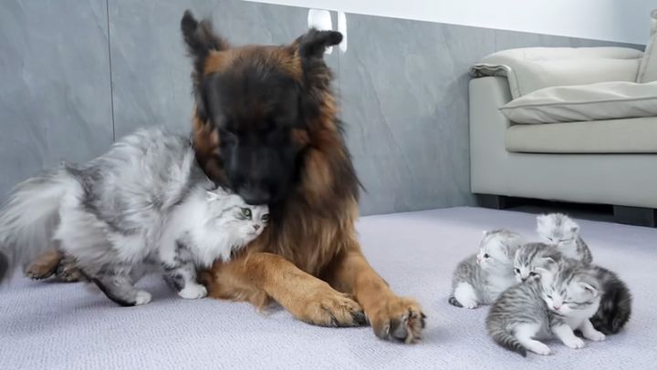 シェパードと仲良しな母猫