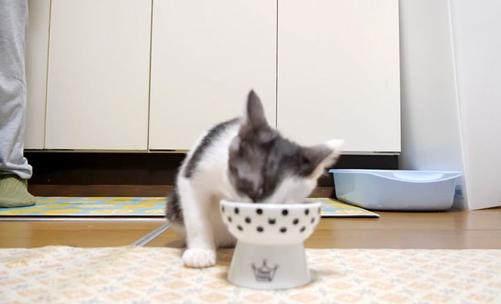 ご飯をモリモリ食べる子猫