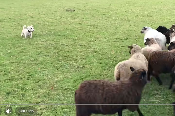 世界一ダメな牧羊犬、なぜ「天才」なの！？