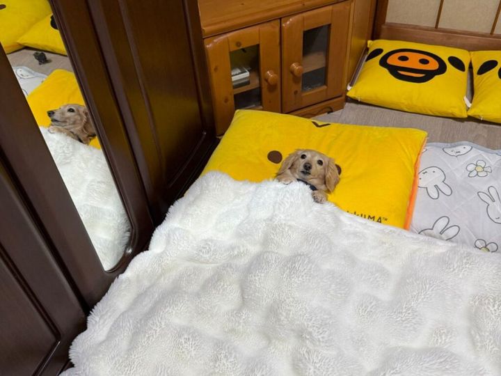 一日の終わり、布団にもぐり込む瞬間は誰にとっても小さな幸せのひとときです。