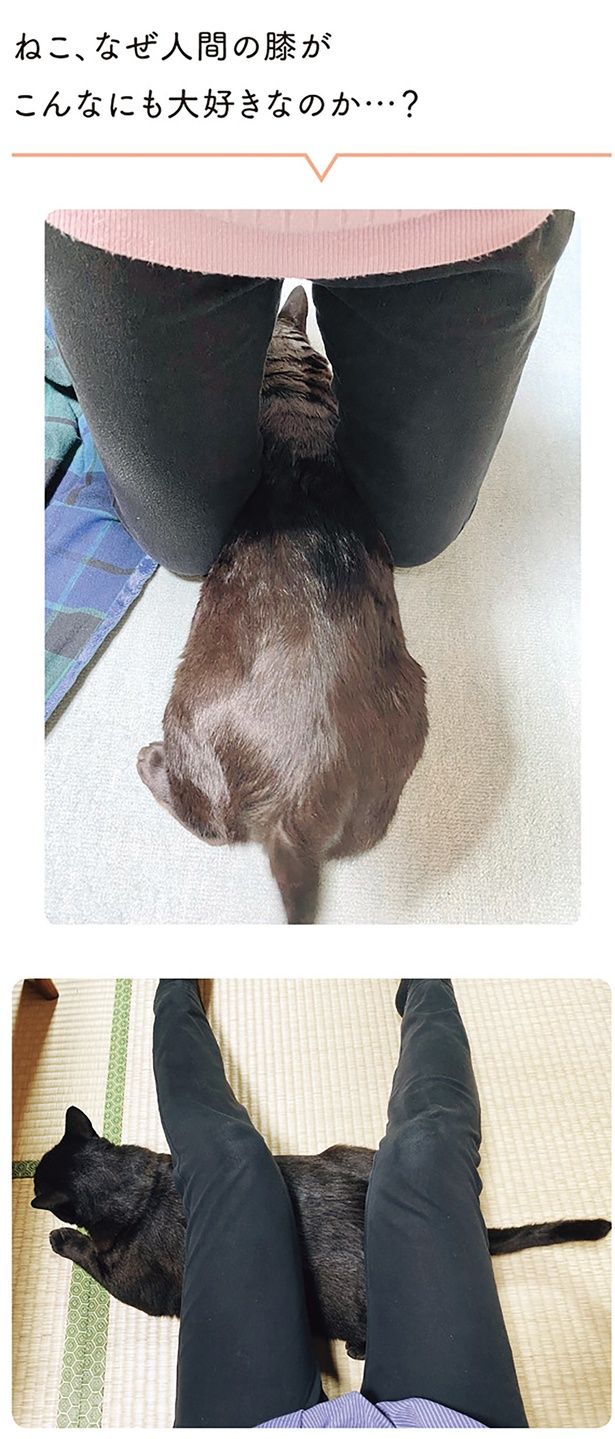 ねこ、なぜ人間の膝がこんなにも大好きなのか…？ （C）AKR／KADOKAWA