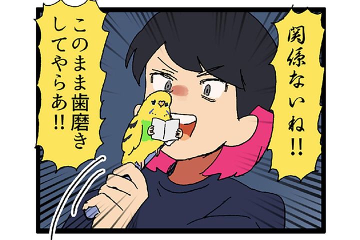 無抵抗すぎるセキセイインコ…もしや飼い主の顔が好き？【鳥マンガ #152】