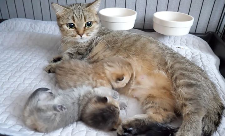 母猫に甘える子猫達