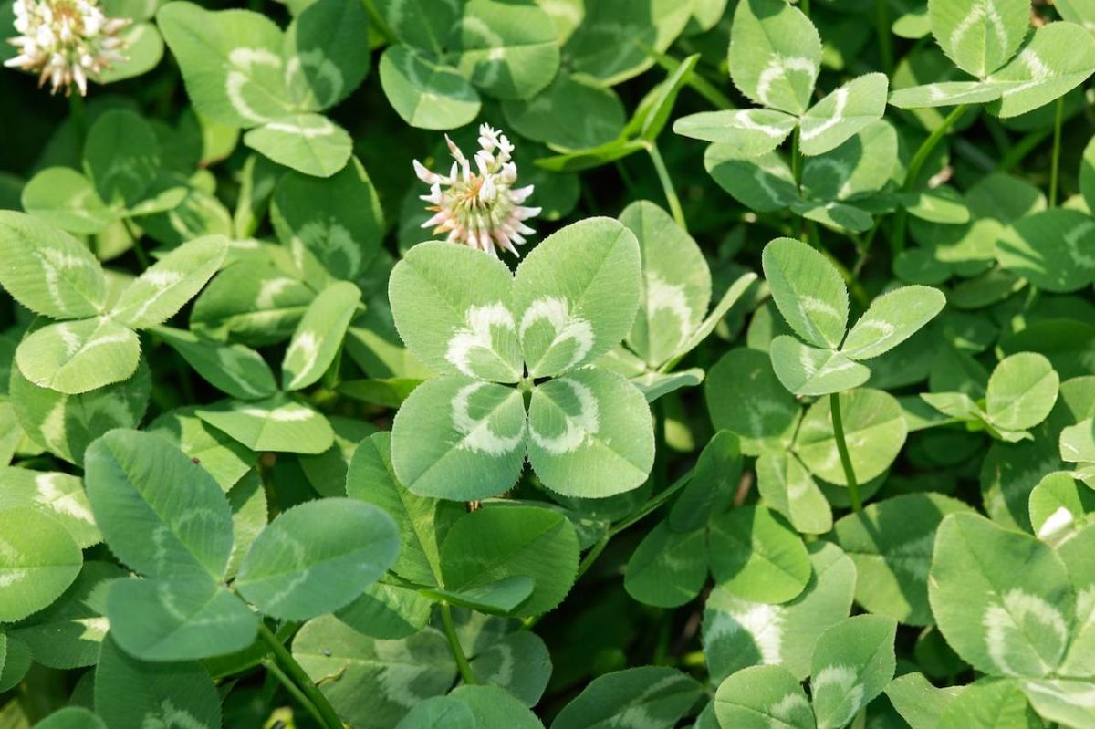 11月16日の花とは？【366日の誕生花と幸せの花言葉】 | TRILL【トリル】