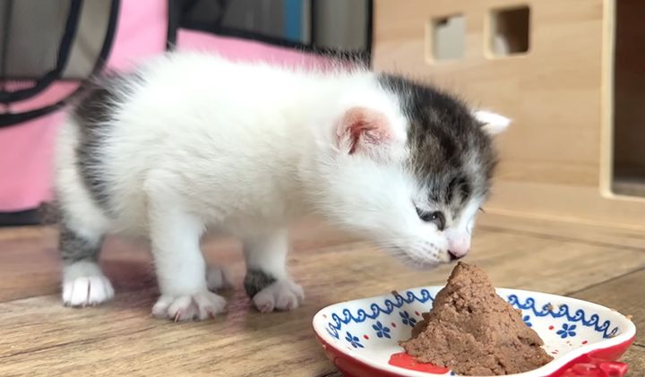 離乳食が気になる子猫