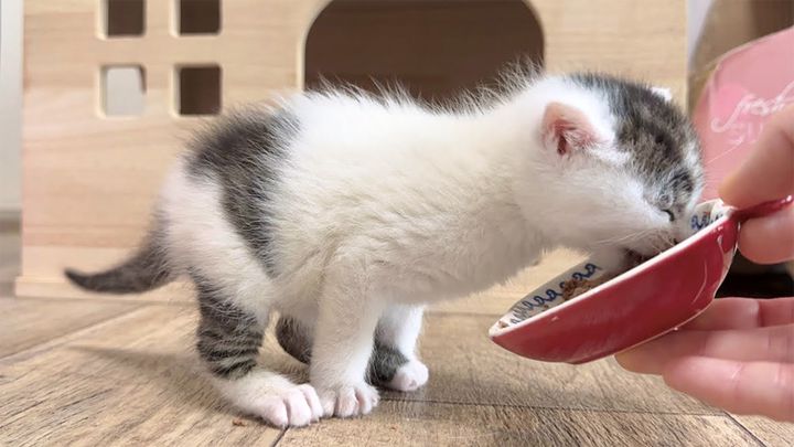 離乳食の美味しさに気づいてしまった子猫