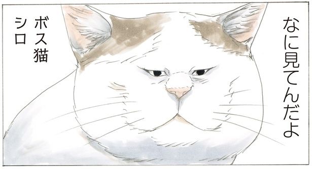 なに見てんだよ （C）やすらぎさん、にごたろ／KADOKAWA