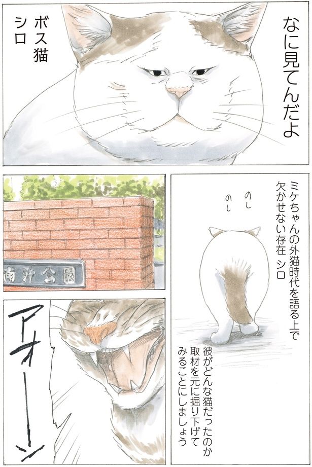 彼がどんな猫だったのか （C）やすらぎさん、にごたろ／KADOKAWA