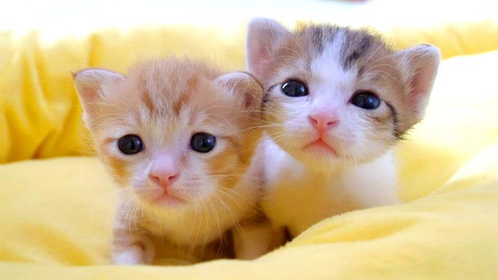 仲良しな子猫達