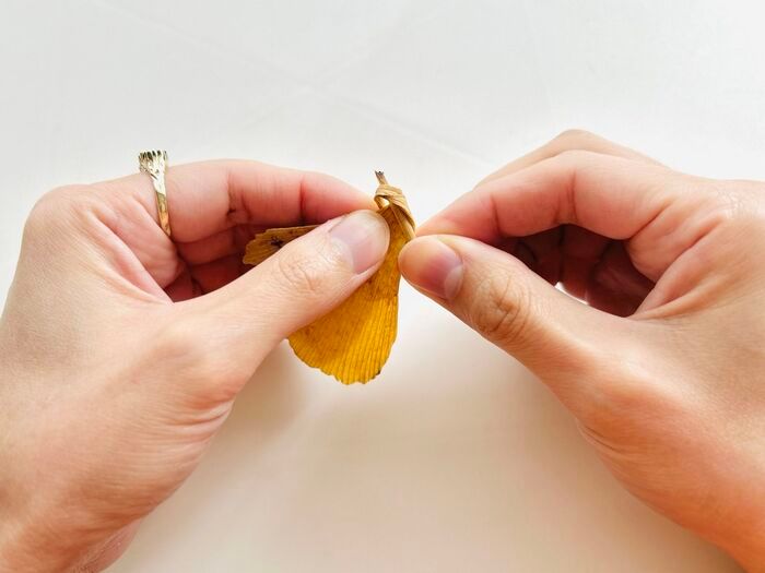 秋の色をそのまま楽しむ。イチョウの葉でつくる「蝶々」「きつね」。お散歩中に見つけたらやってみて♪