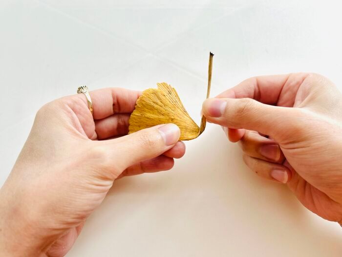 秋の色をそのまま楽しむ。イチョウの葉でつくる「蝶々」「きつね」。お散歩中に見つけたらやってみて♪