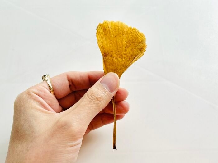 秋の色をそのまま楽しむ。イチョウの葉でつくる「蝶々」「きつね」。お散歩中に見つけたらやってみて♪