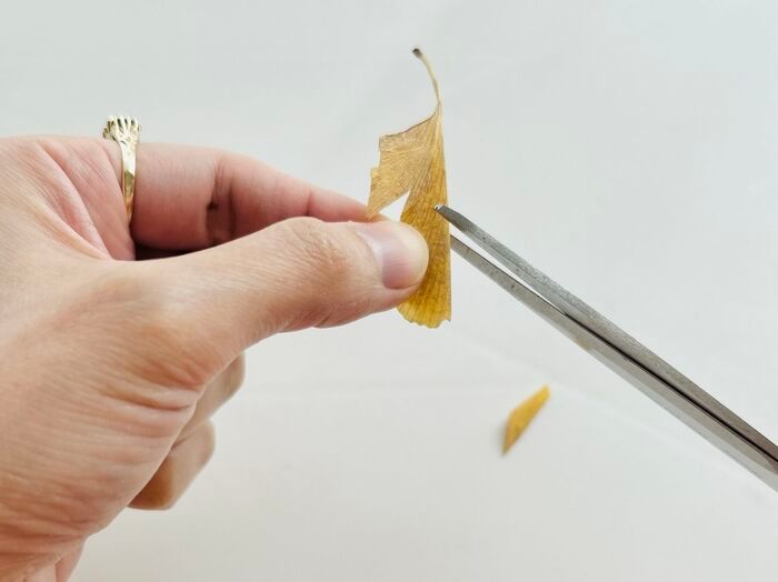 秋の色をそのまま楽しむ。イチョウの葉でつくる「蝶々」「きつね」。お散歩中に見つけたらやってみて♪