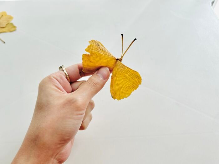 秋の色をそのまま楽しむ。イチョウの葉でつくる「蝶々」「きつね」。お散歩中に見つけたらやってみて♪