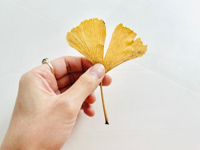 秋の色をそのまま楽しむ。イチョウの葉でつくる「蝶々」「きつね」。お散歩中に見つけたらやってみて♪