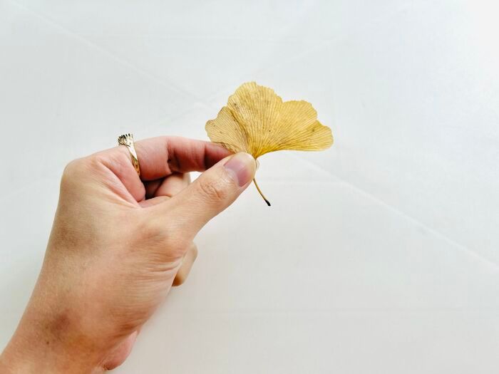 秋の色をそのまま楽しむ。イチョウの葉でつくる「蝶々」「きつね」。お散歩中に見つけたらやってみて♪