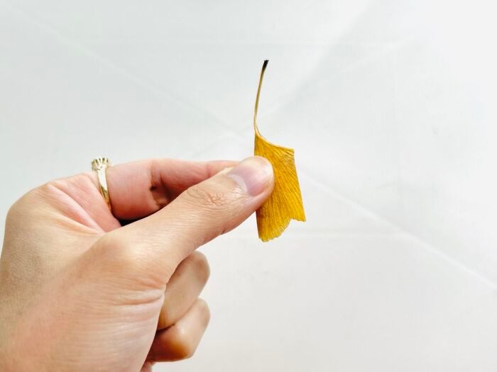 秋の色をそのまま楽しむ。イチョウの葉でつくる「蝶々」「きつね」。お散歩中に見つけたらやってみて♪