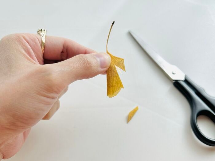 秋の色をそのまま楽しむ。イチョウの葉でつくる「蝶々」「きつね」。お散歩中に見つけたらやってみて♪