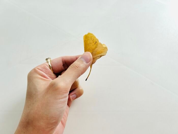 秋の色をそのまま楽しむ。イチョウの葉でつくる「蝶々」「きつね」。お散歩中に見つけたらやってみて♪