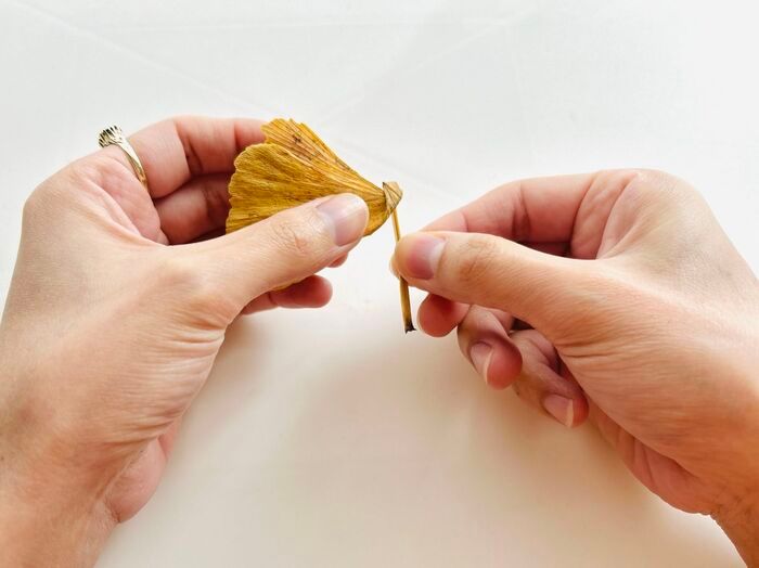 秋の色をそのまま楽しむ。イチョウの葉でつくる「蝶々」「きつね」。お散歩中に見つけたらやってみて♪