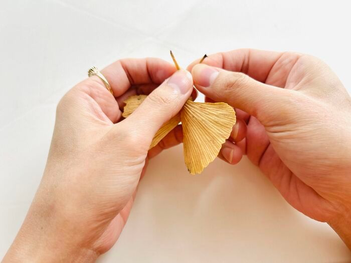 秋の色をそのまま楽しむ。イチョウの葉でつくる「蝶々」「きつね」。お散歩中に見つけたらやってみて♪