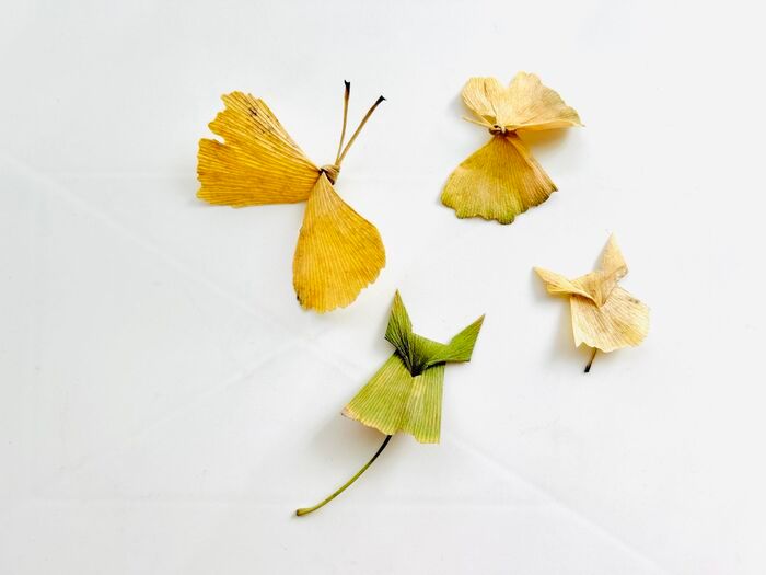 秋の色をそのまま楽しむ。イチョウの葉でつくる「蝶々」「きつね」。お散歩中に見つけたらやってみて♪