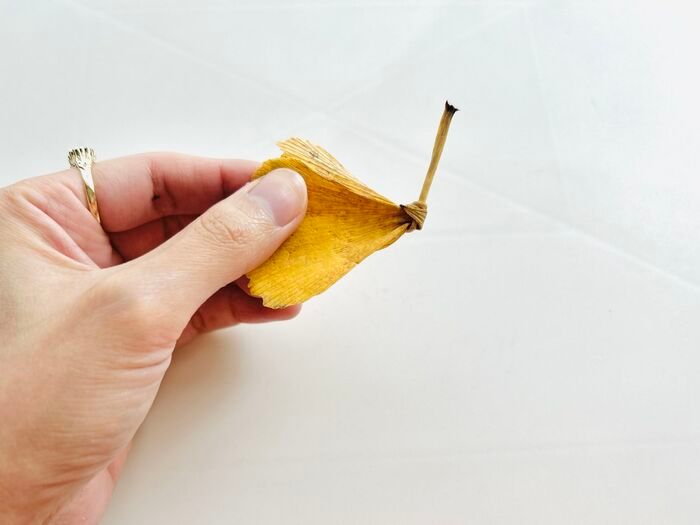 秋の色をそのまま楽しむ。イチョウの葉でつくる「蝶々」「きつね」。お散歩中に見つけたらやってみて♪